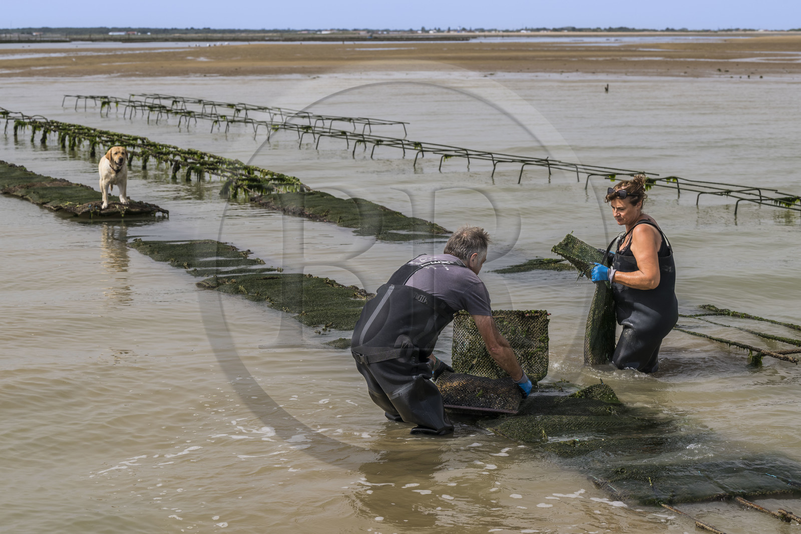 France, Charente-Maritime (17), Ile d'Oléron, Dolus-d’Oléron, les parcs du bassin de Marennes-Oléron dans le Pertuis d'Antioche, Nadia Quillet et son mari Eric retournent des poches de crassostrea gigas dans leurs parcs à huîtres à marée descendante