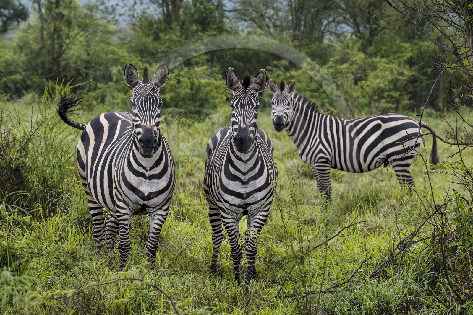 Rwanda, Parc national de l'Akagera, zèbre des plaines (Equus quagga)