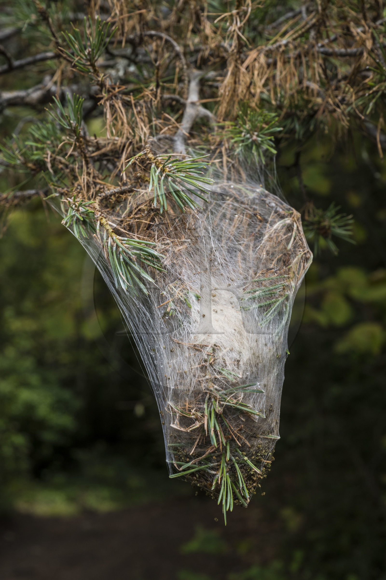 France, Aveyron, La Roque Sainte Marguerite, pine processionary cocoon (Thaumetopoea pityocampa) pest, dangerous, allergy, on a pine tree