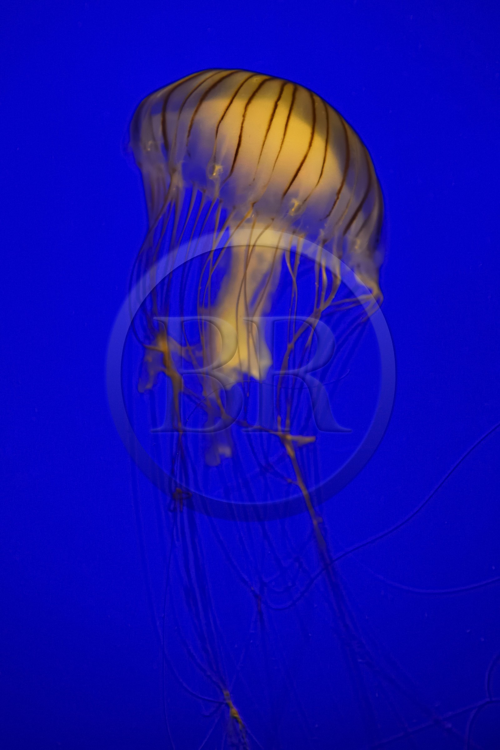 France, Charente-Maritime (17), La Rochelle, Aquarium La Rochelle, Mention obligatoire, méduse (Chrysaora Melanaster)