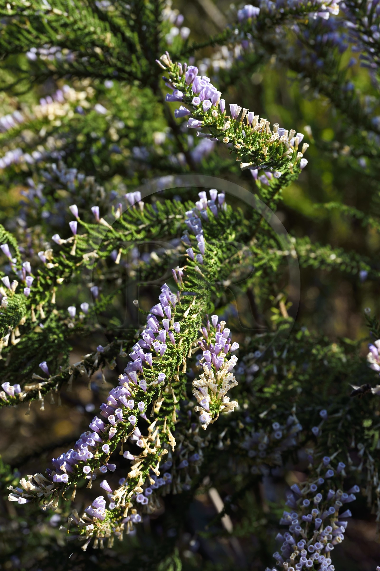 France, Var (83), Rayol-Canadel-sur-Mer, Domaine du Rayol, propriété du conservatoire du littoral mention obligatoire, le jardin des Méditerranées conçu par le paysagiste Gilles Clément, Jardin du Chili d'altitude, Fabiana