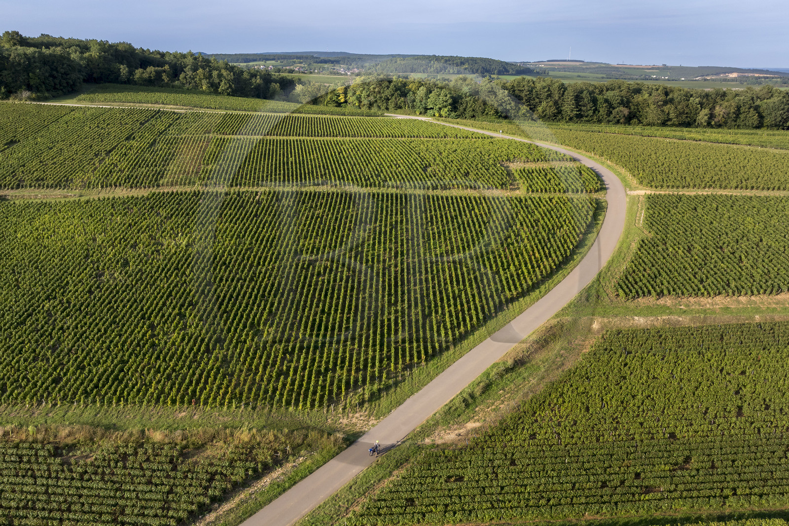 France, Côte-d'Or (21), les climats de Bourgogne classés Patrimoine Mondial de l'UNESCO, Route des Grands Crus, vignoble de la Côte de Beaune sur les hauteurs de  Pernand-Vergelesses (vue aérienne)