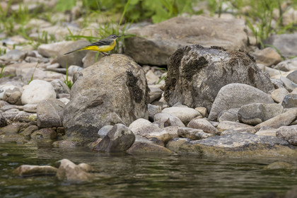 France, Aveyron (12), parc naturel régional des Grands Causses, Millau, berges du Tarn, bergeronnette des ruisseaux (Motacilla cinerea)