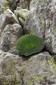 France, Alpes-Maritimes, parc national du Mercantour (Mercantour National Park), Valmasque valley,  Saxifraga florulenta endemic and emblematic of the Park