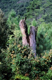 France, Corse-du-Sud (2A), tronc d'arbre foudroyé