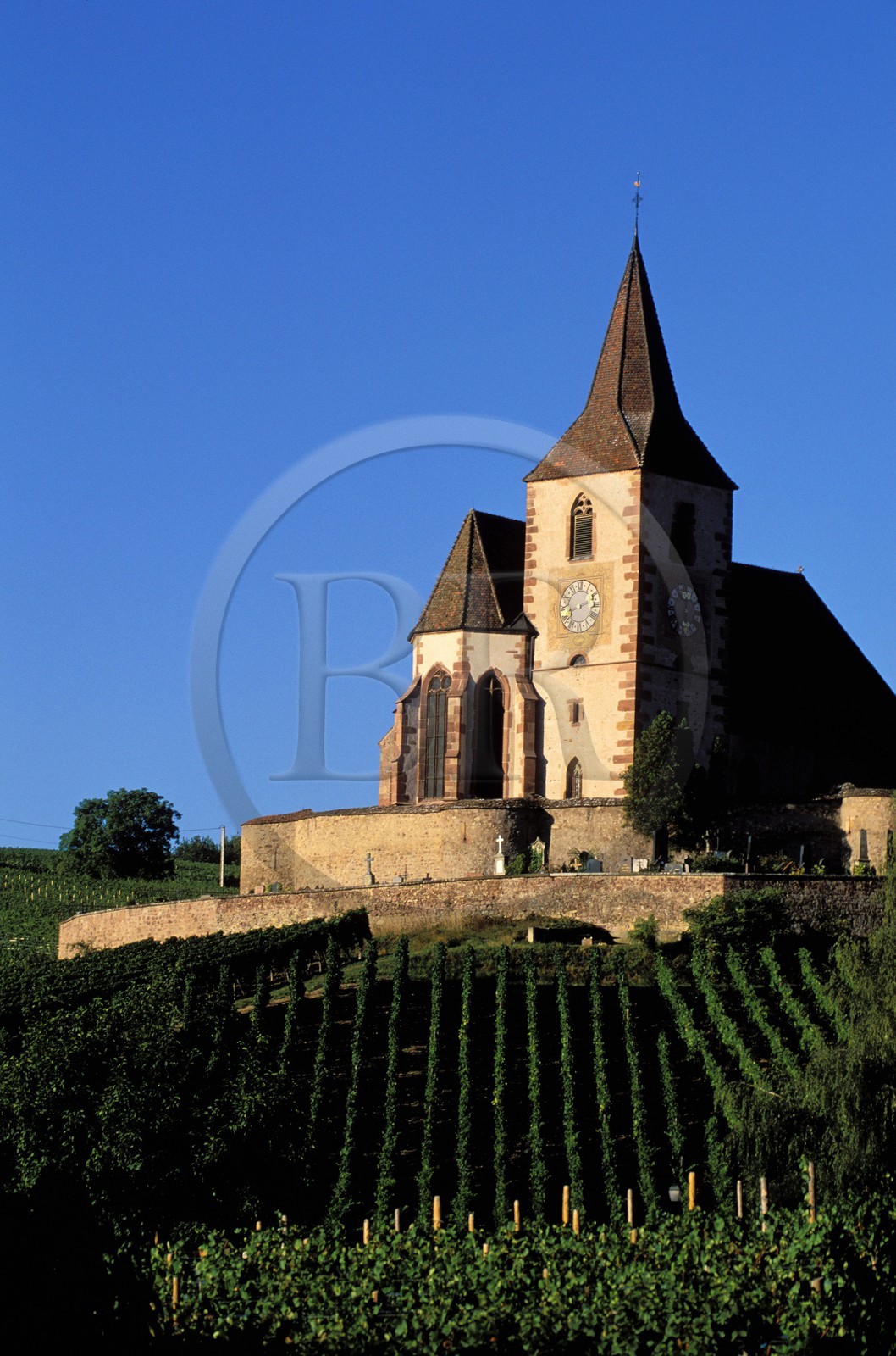 France, Haut Rhin, the Alsace Wine Route, Hunawihr village, labelled Les Plus Beaux Villages de France (The Most Beautiful Villages of France), church in the middle of vineyard