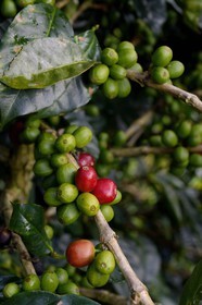 Panama, province de Chiriqui, Boquete, plantation de café Finca Lerida, graines de café de la variété catuai