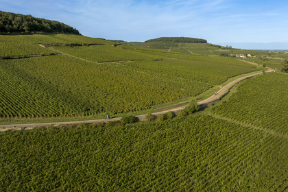 France, Côte-d'Or (21), les climats de Bourgogne classés Patrimoine Mondial de l'UNESCO, Route des Grands Crus, vignoble de la Côte de Beaune, Savigny-les-Beaune, cyclistes dans le vignoble (vue aérienne)