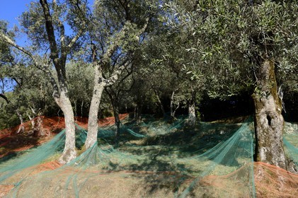 France, Corse du Sud, Alta Rocca, Sainte-Lucie-de-Tallano (Santa Lucia di Tallà), nets for the picking of olives of germaines de Tallano variety