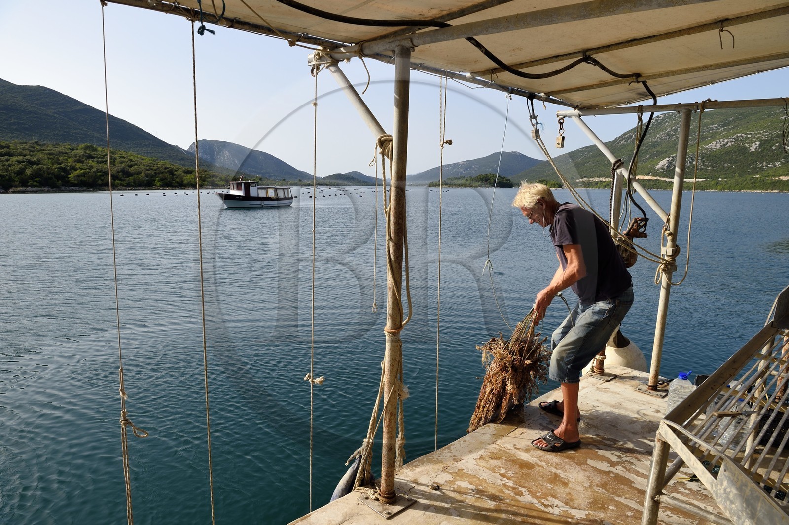 Croatia, Dalmatia, Dalmatian coast, peninsula of Peljesac, Ston, the largest oyster farming center on the Dalmatian coast in Mali Ston, oyster farmer Andrea at the helm to take the spat out of the water