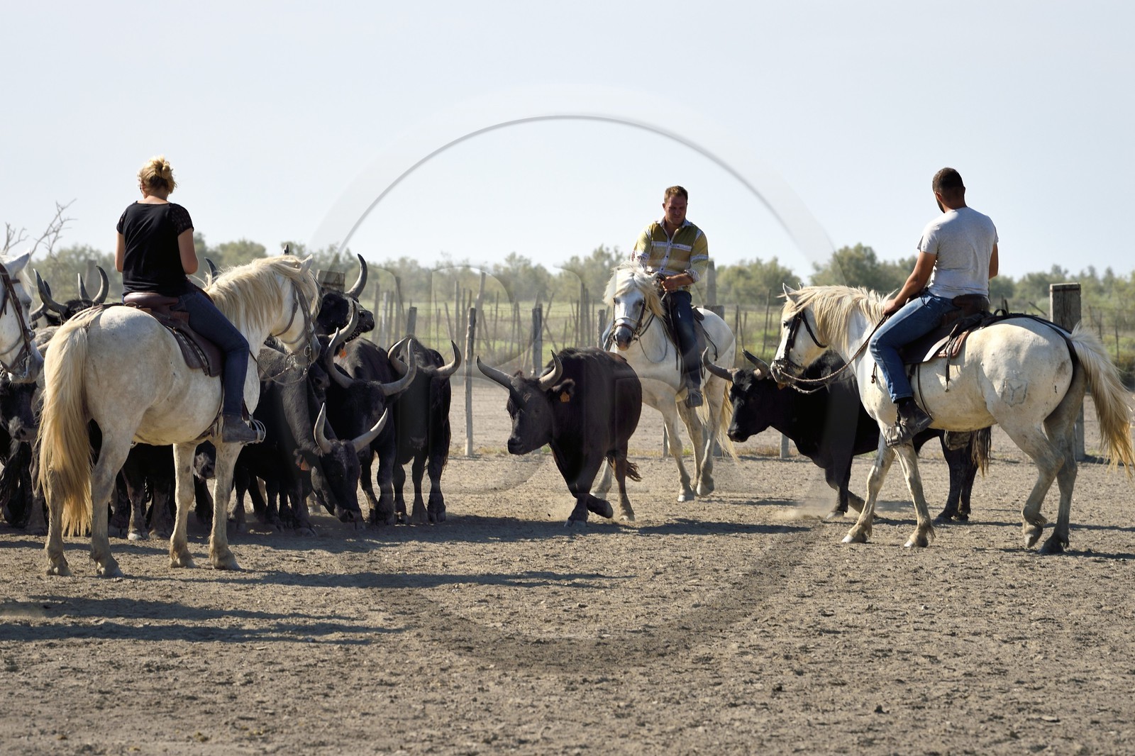 France, Bouches-du-Rhône (13), Parc naturel régional de Camargue, manade Jacques Mailhan, taureau camarguais appellé Raço di Biou, les gardians trient les taureaux