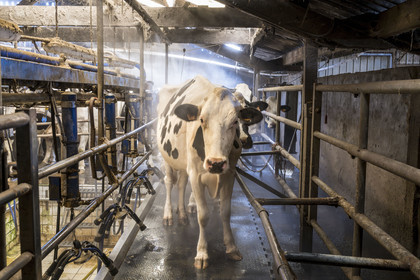 France, Finistère (29), Pays des Abers, Lannilis, ferme de Keruzal Vihan en bordure de l'Aber Benoit, élevage de vache laitières prim’holstein et traite du soir
