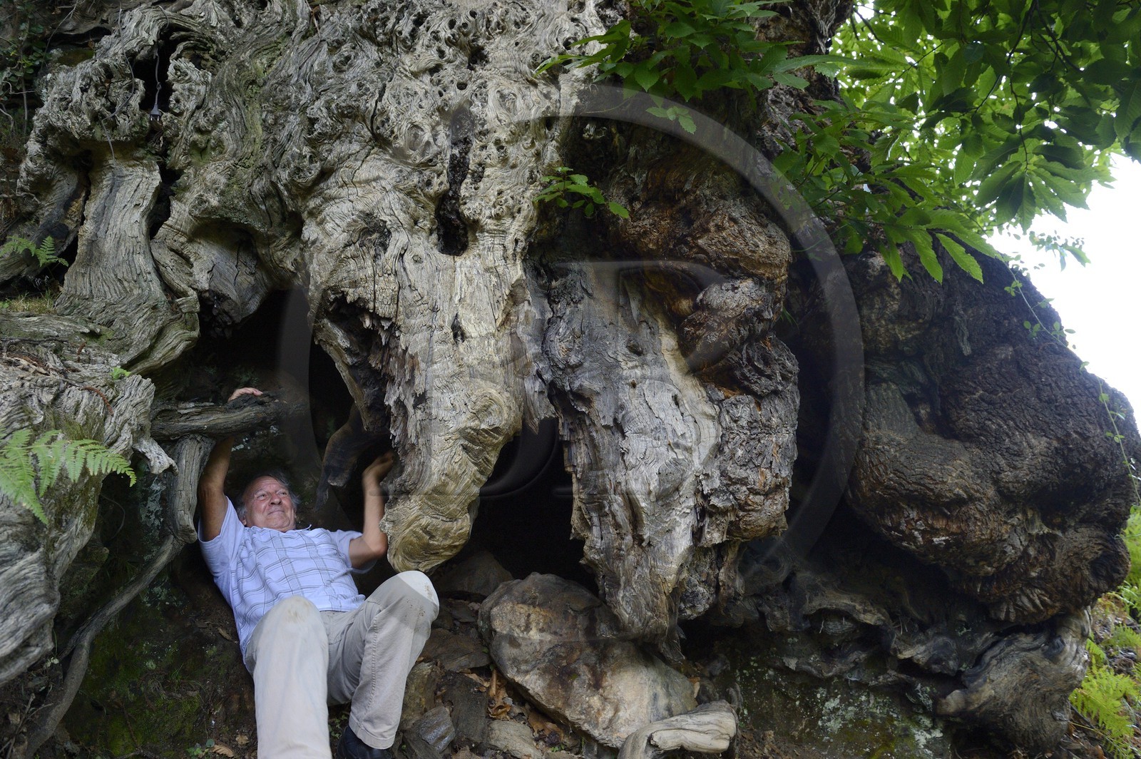 France, Haute Corse, Castagniccia, village of Carcheto, the writer Jean-Claude Rogliano and the famous chestnut tree that is the main character of his book The Shepherd of the dead, Mal'Concilio
