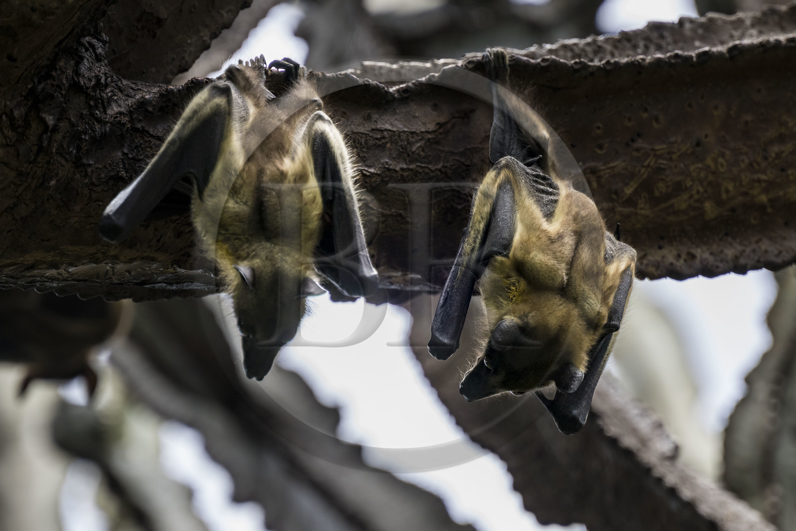 Rwanda, Province de l’Ouest, Karongi (anciennement nommée Kibuye), lac Kivu, Ile Napoléon ou Tembabagoyi, Roussette paillée africaine ou Roussette des palmiers africaine ou Roussette jaune (Eidolon helvum) dans un Euphorbe candélabre