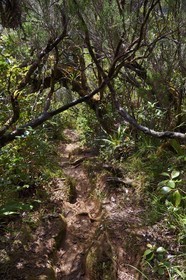 France, Ile de la Reunion, Parc National de la Réunion classé Patrimoine Mondial de l'UNESCO, La Plaine des Palmistes, forêt de Bébour, sentier boueux de randonnée Bras Cabot