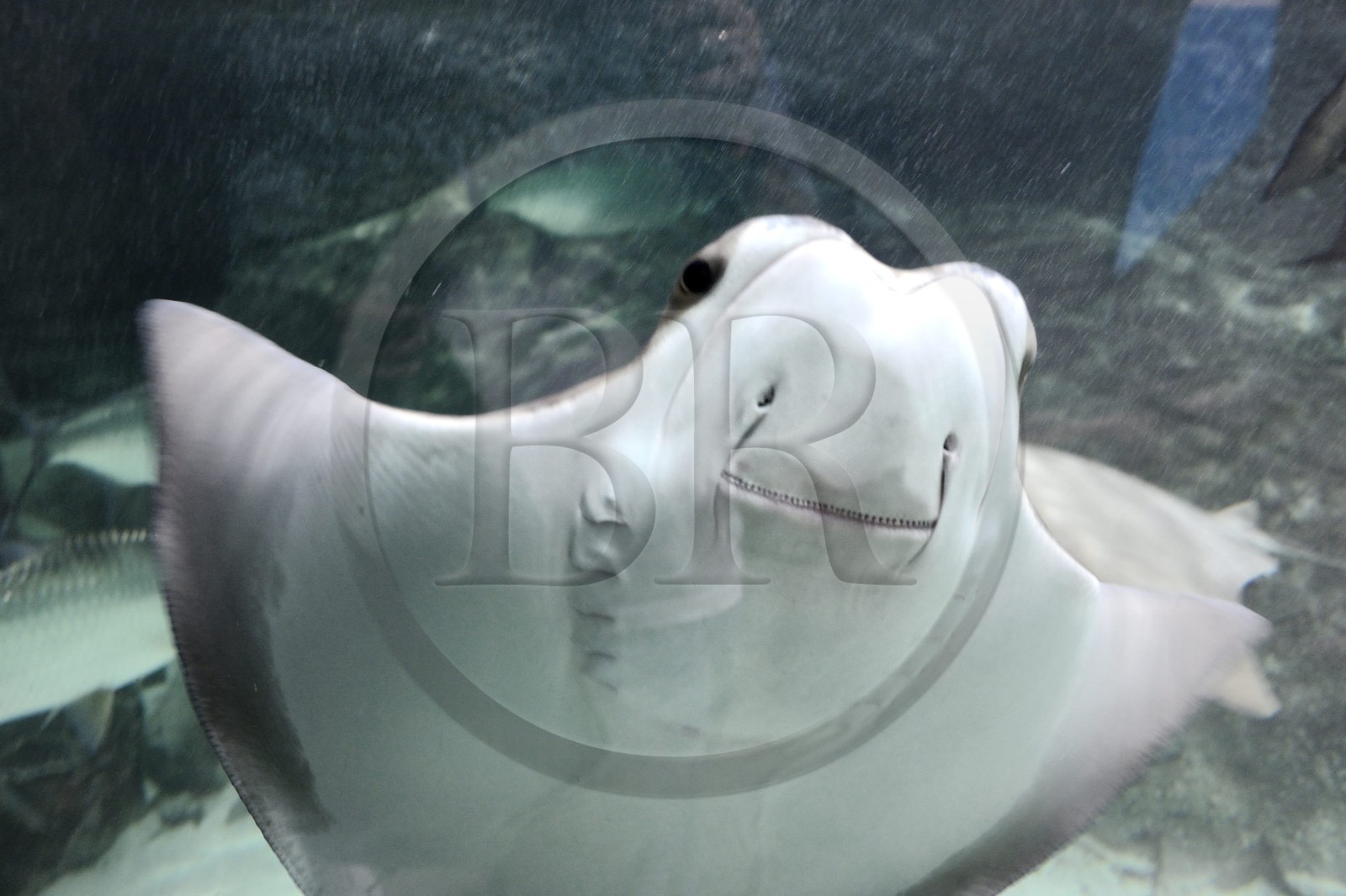 France, Finistère (29), Brest, Océanopolis