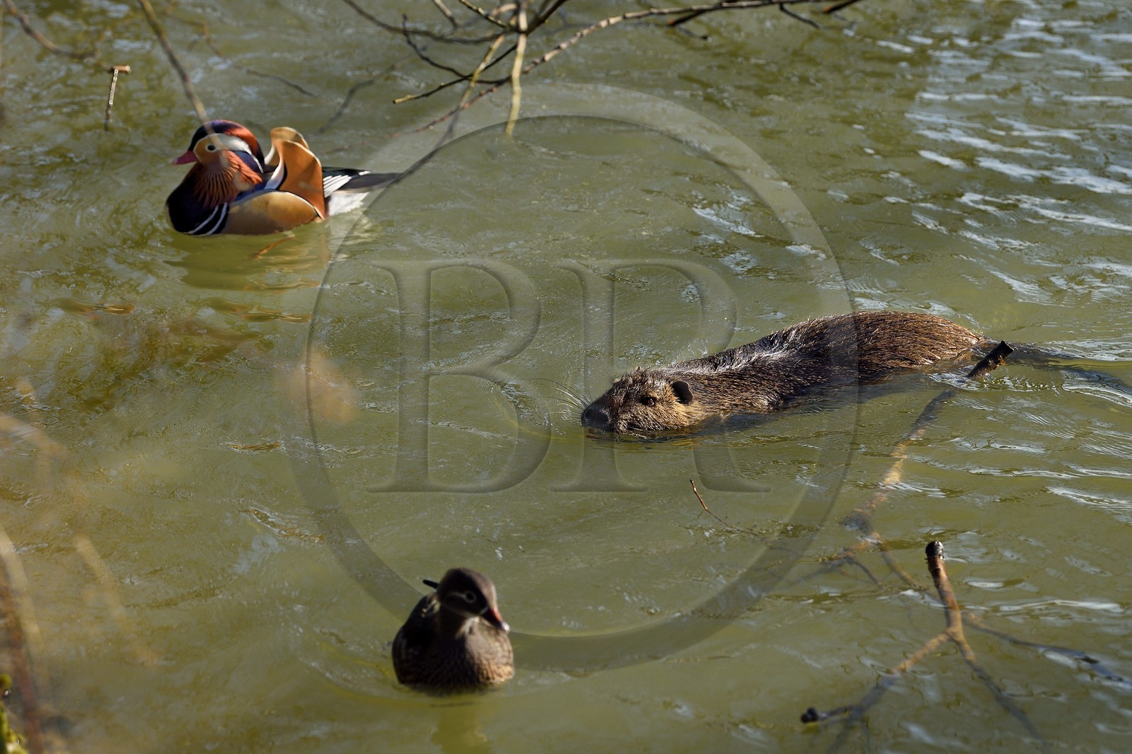 France, Val-de-Marne (94), les bords de Marne, Bry-sur-Marne, Ragondin (Myocastor coypus) et canard mandarin (Aix galericulata)