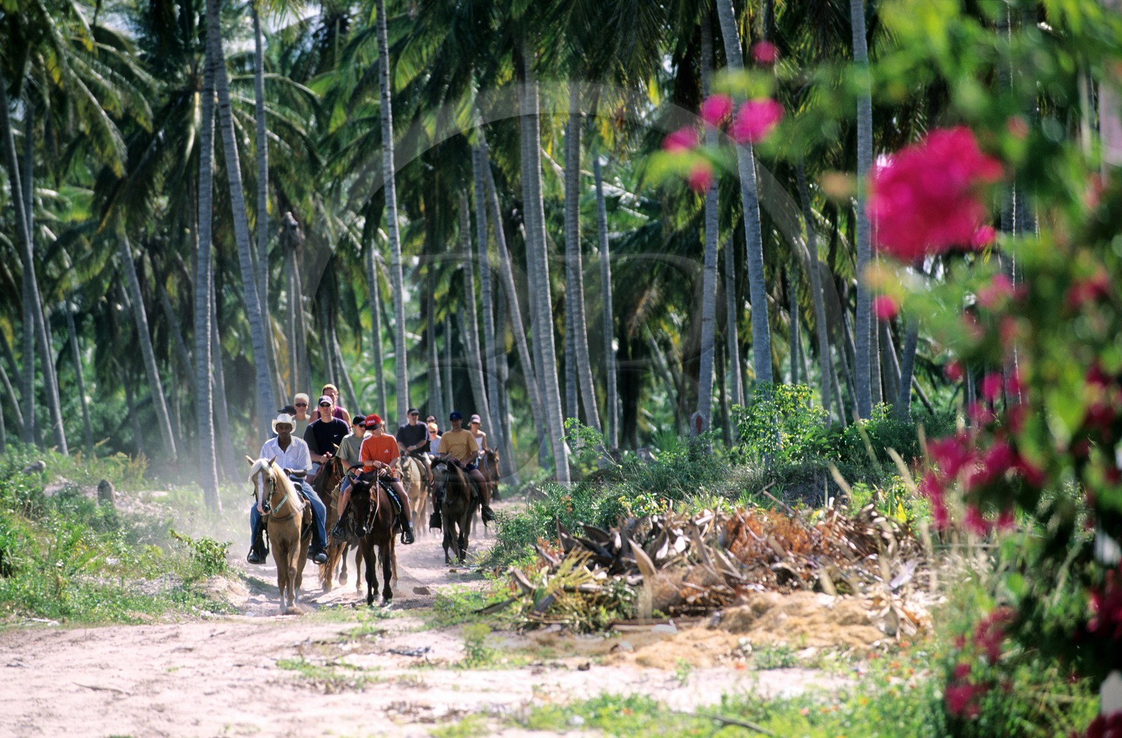 République Dominicaine, Punta Cana, Bavaro, promenade équestre dans la cocoteraie