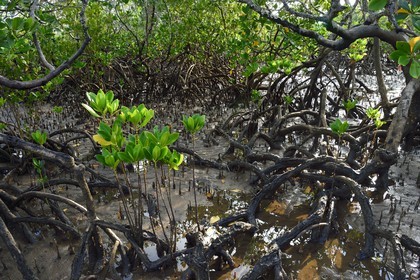 France, Ile de Mayotte, Grande-Terre, Kani-Keli,  la mangrove de Kani-Bé