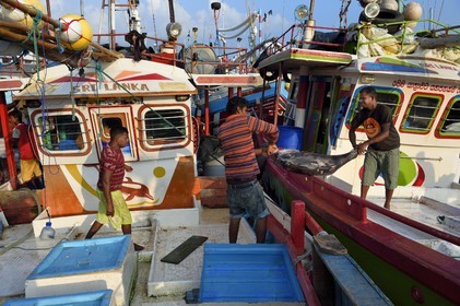 Sri Lanka, Province du Sud, Matara (district), Weligama, port de pêche de Mirissa, débarquement du poisson à l'aube