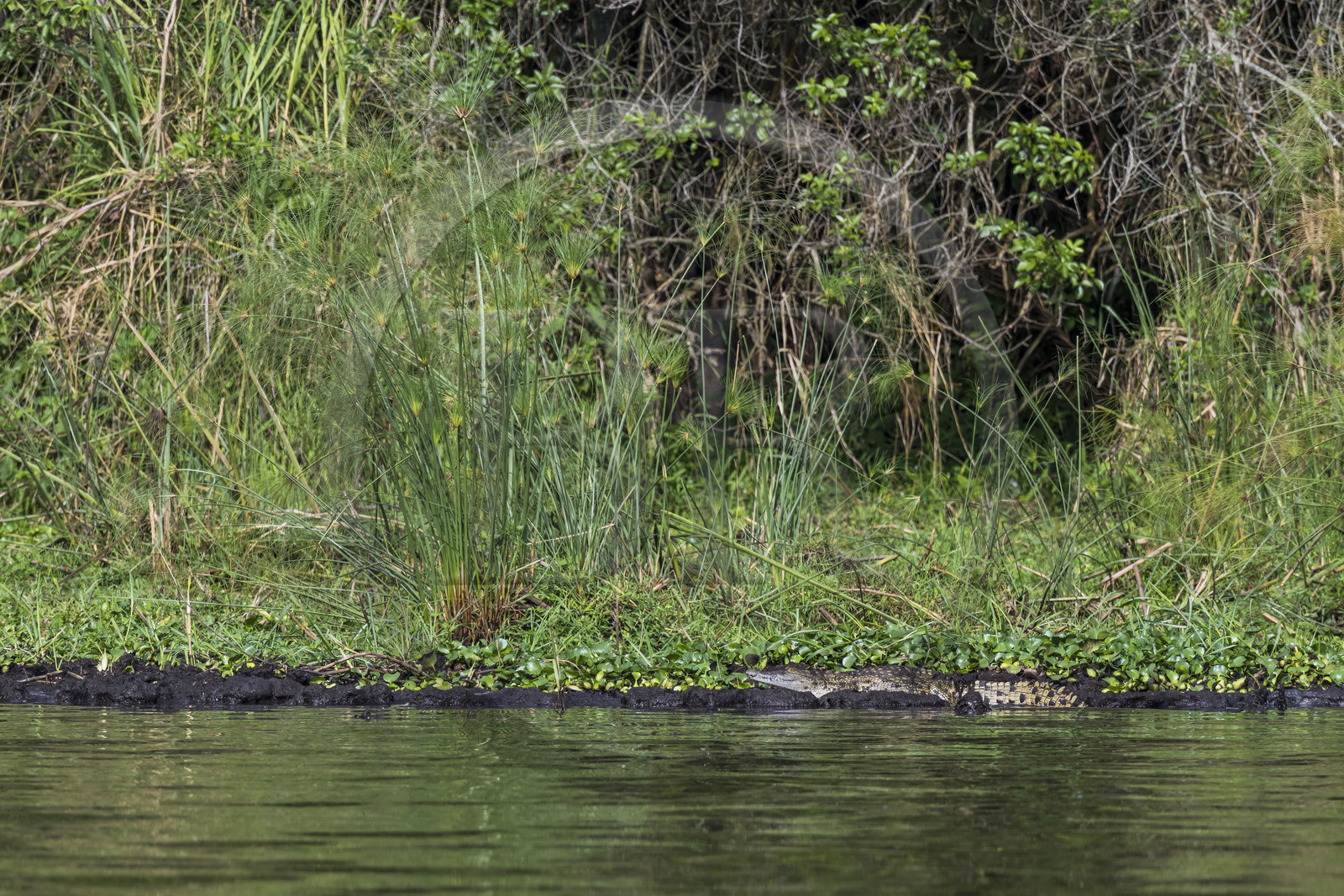 Rwanda, Akagera National Park, Lake Ihema, young Nile crocodile (Crocodylus niloticus)