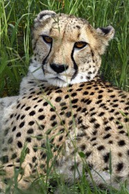 Namibie, Otjiwarongo, Cheetah Conservation Fund, centre de recherche et d'éducation, guépard (Acinonyx jubatus)