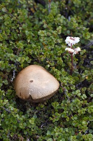 Groenland, cote ouest, Ile de Disko, Qeqertarsuaq, Bolet rude (Leccinum scabrum) et Pyrole à grandes fleurs (Pyrola grandiflora) dans la toundra