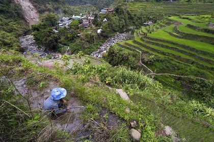 Philippines, Ifugao province, Banaue rice terraces around the village of Cambulo, listed as World Heritage by UNESCO, Daria Faith Winging 32, married with two children, does the clearing of a plot to replant