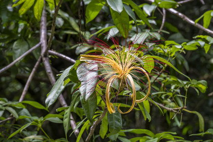 France, Guyane, Kourou, camp Maripas dans la forêt tropicale, fleur de Pachira aquatica ou Cacao-rivière en créole guyanais dans une crique, petite rivière, affluent du fleuve Kourou