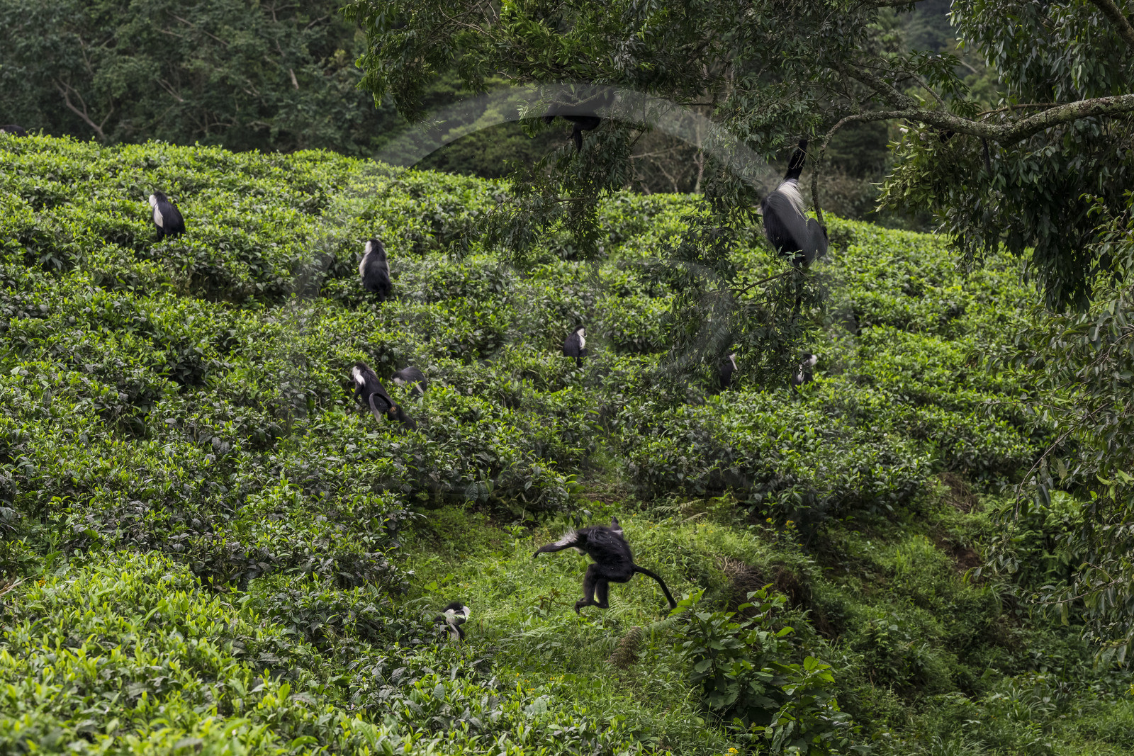 Rwanda, Western Province, Gisakura, Nyungwe National Park, Ruwenzori colobus (Colobus angolensis ruwenzorii) during a walking safari in the natural rainforest on the edge of tea plantations