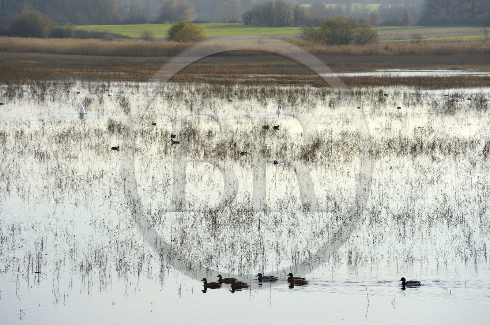 France, Indre (36), le Berry, parc naturel régional de la Brenne, canards et cygnes sur l'étang Purais