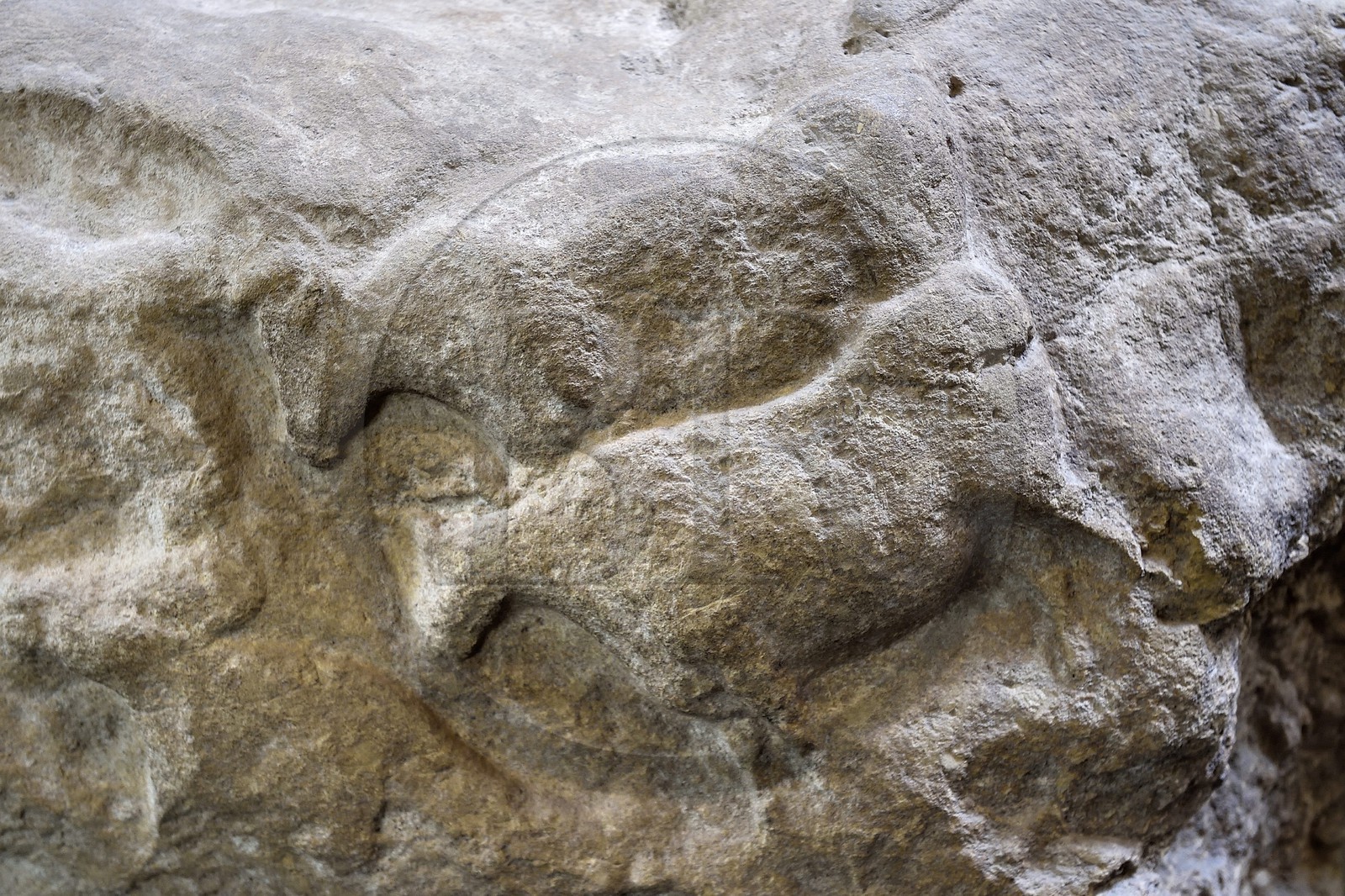France, Dordogne, Perigord Noir, Vezere Valley, Les Eyzies de Tayac Sireuil, listed as World Heritage by UNESCO, Musee de la Prehistoire (Museum of Prehistory), carved aurochs bas-relief coming from the Fourneau du Diable Site dating from about 18,000 years (Solutrean)