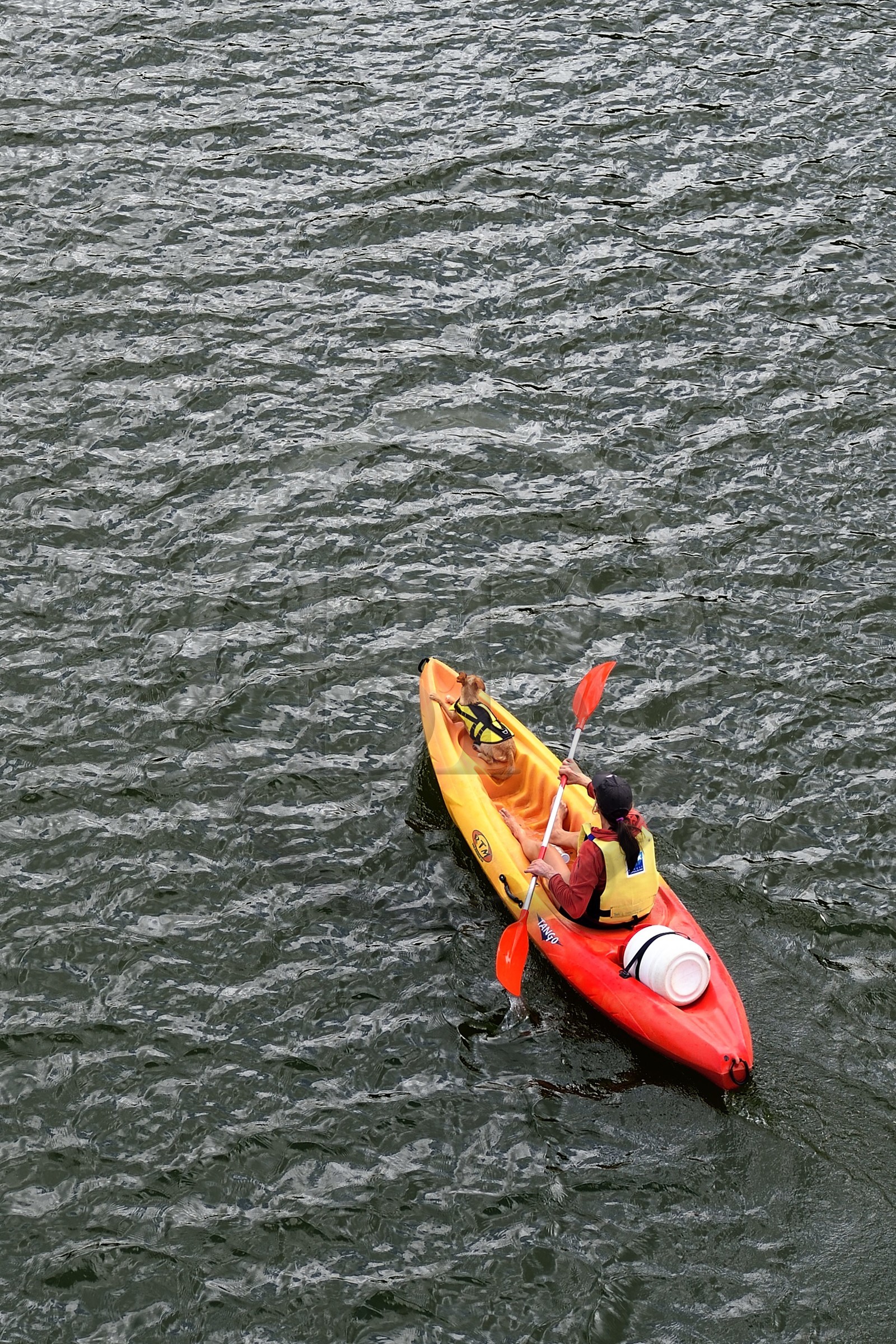 France, Cantal, Auriac de Faverolles, woman with her dog in a kayak on the Grandval dam lake in the Truyere valley