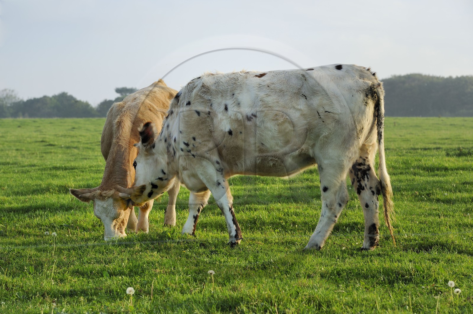 France, Seine-Maritime (76), Yport, vaches normandes