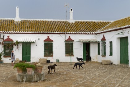 Espagne, Andalousie, province de Séville, Utrera, domaine El Toruno, élevage de taureaux de combat