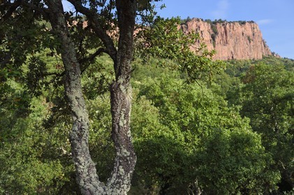 France, Var, between Bagnols en Foret and Roquebrune sur Argens, the Gorges du Blavet, young cork oak