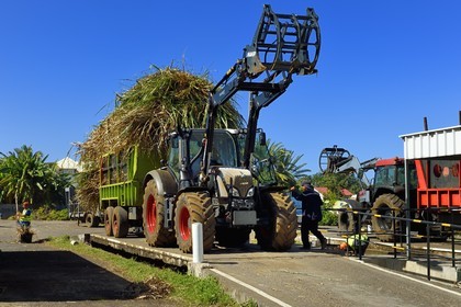 France, Ile de la Reunion, Saint-Pierre, Grands Bois, un des 11 centres de réception et de collecte de la canne à sucre aussi appelés Balance, les tracteurs amènent depuis les champs la canne dans des remorques, elle est ensuite pesée