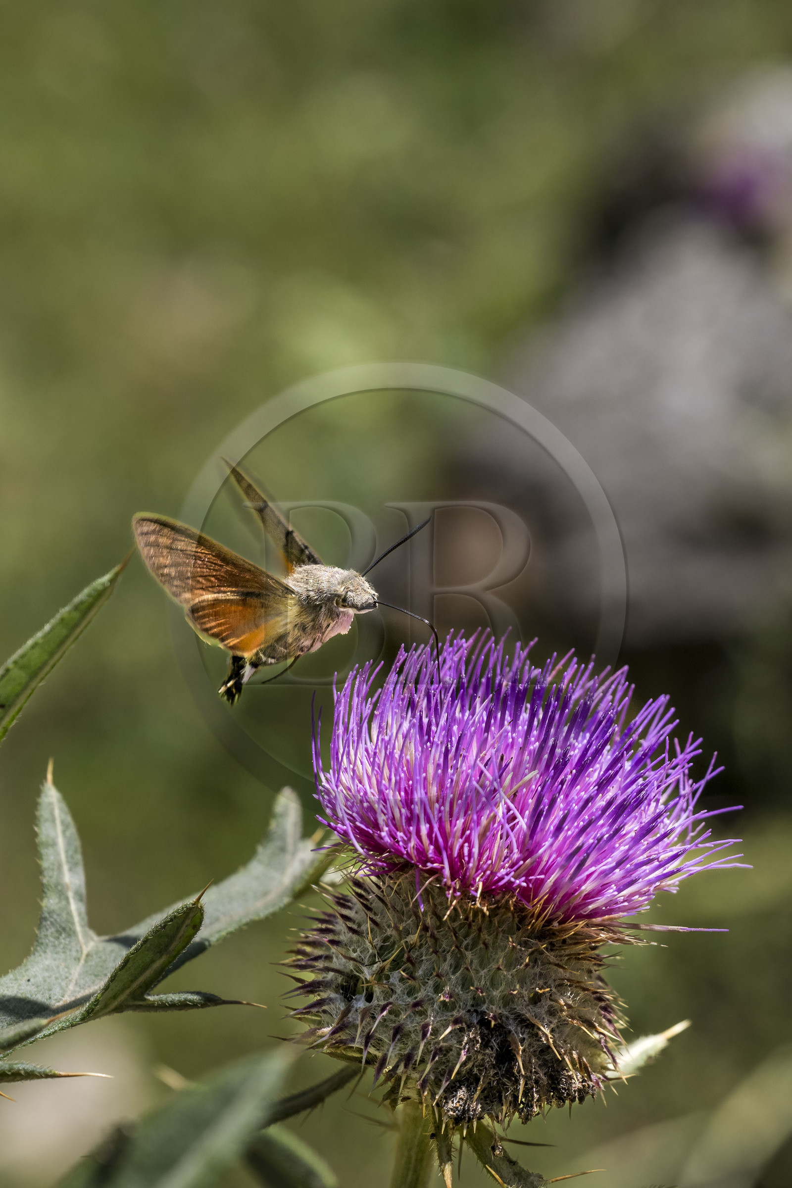 France, Hautes Alpes, Nevache, the Vallée Etroite (Narrow Valley), the Hummingbird Hawk-moth (Macroglossum stellatarum) has a very long proboscis which allows it to hover in flight and pollinate flowers like a hummingbird.