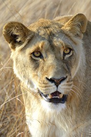 Zimbabwe, province des Midlands, Gweru, Antelope Park qui abrite ALERT (African Lion and Environmental Research Trust), Zone 2, une des quatre jeunes lionnes (panthera leo) qui sera relachée en clan dans un parc national pour le repeupler
