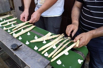France, Bas Rhin, Fessenheim-Le-Bas, cut and sort of white asparagus