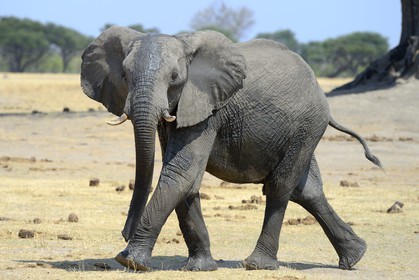 Zimbabwe, province de Matabeleland septentrional, parc national Hwange, éléphant sauvage d'Afrique (Loxodonta africana)