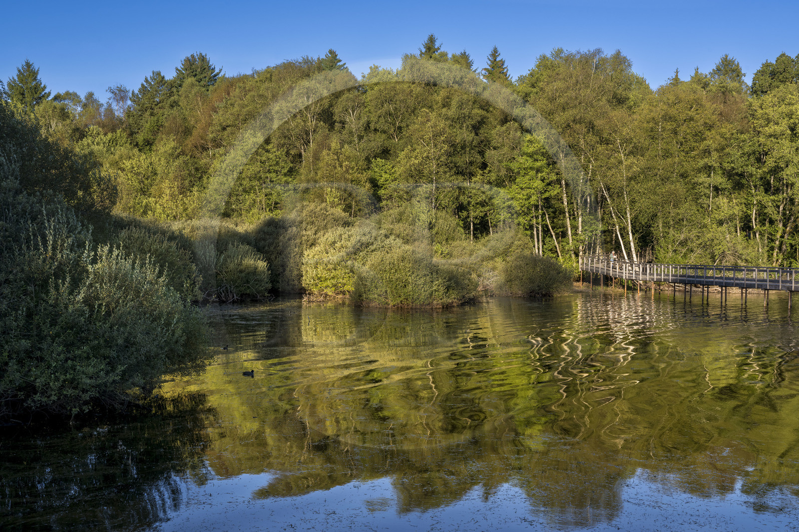 France, Nièvre (58), Parc naturel régional du Morvan, Moux-en-Morvan, lac des Settons, la passerelle de Chevigny au sud du lac au niveau de l'embouchure de la rivière Cure, possède un observatoire ornithologique