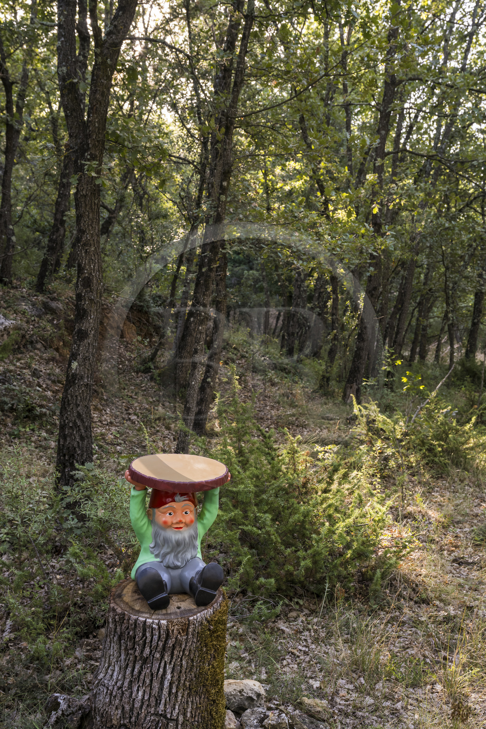 France, Var (83), Provence Verte, Bras, vers Saint-Maximin-la-Sainte-Baume, forêt du domaine Le Peyrourier - une campagne en Provence