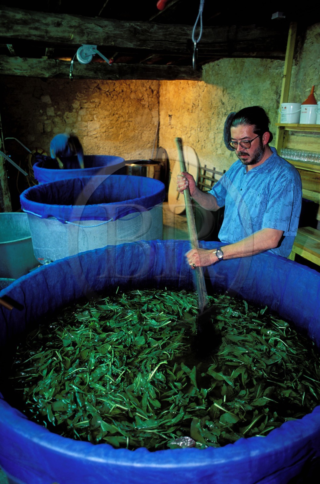 France, Gers (32), lectour, le maître pastellier Henri Lambert entrain d'extraire le pastel des plantes