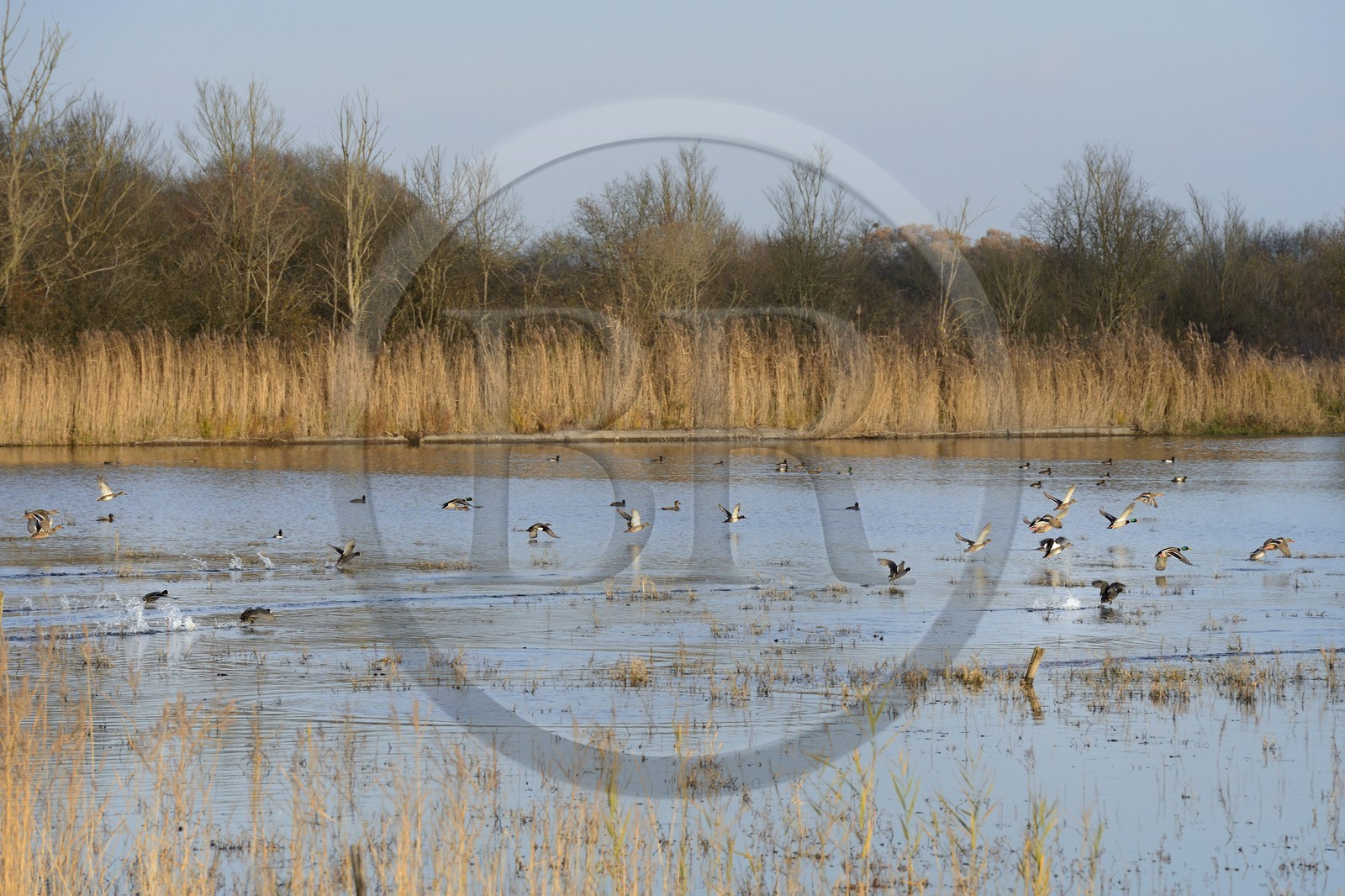 France, Indre, Berry, Parc Naturel Regional de la Brenne (Natural Regional Park of La Brenne), La Touche pond, ducks
