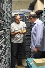 France, Dordogne (24), Périgord Noir, vallée de la Vézère, Les Eyzies-de-Tayac-Sireuil, site classé Patrimoine Mondial de l'UNESCO, Musée National de la Préhistoire, les réserves, Stephane Madelaine (ingénieur des services culturels chargé des collections de faunes) présente le crane d'un ours étrusque d'environ 1 200 000 ans provenant du site de Ceyssaguet
