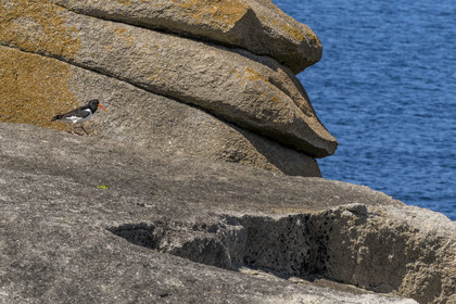 France, Finistère, Abers Country (Pays des Abers), Ile Vierge (Virgin Island) in the Lilia archipelago, oystercatcher (Haematopus ostralegus)