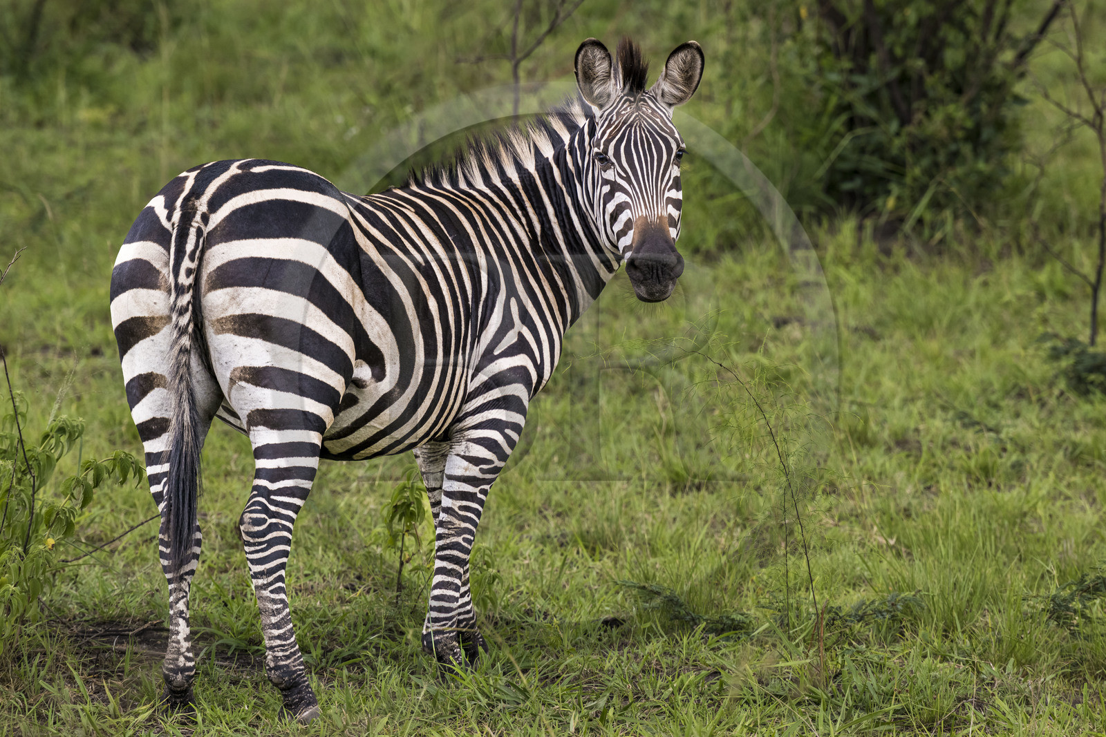 Rwanda, Akagera National Park, plains zebra (Equus quagga)