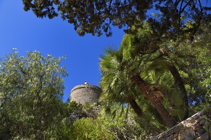 France, Var (83), Hyères, le Castel Sainte-Claire dont les jardins sont labellisés Jardins Remarquables de France, palmier nain chamaerops humilis
