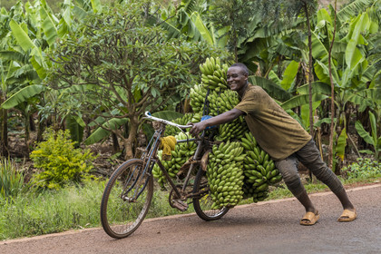 Rwanda, Province de l’Est, Kabarondo, transport de régime de bananes plantain sur bicyclette sur la route de l'Akagera, les bicyclettes sont le principal moyen de transport local